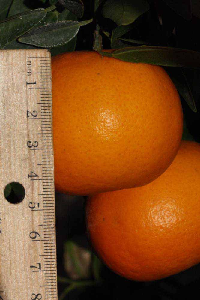              Fruit (Riverside, CA)       